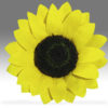 GIRASOL